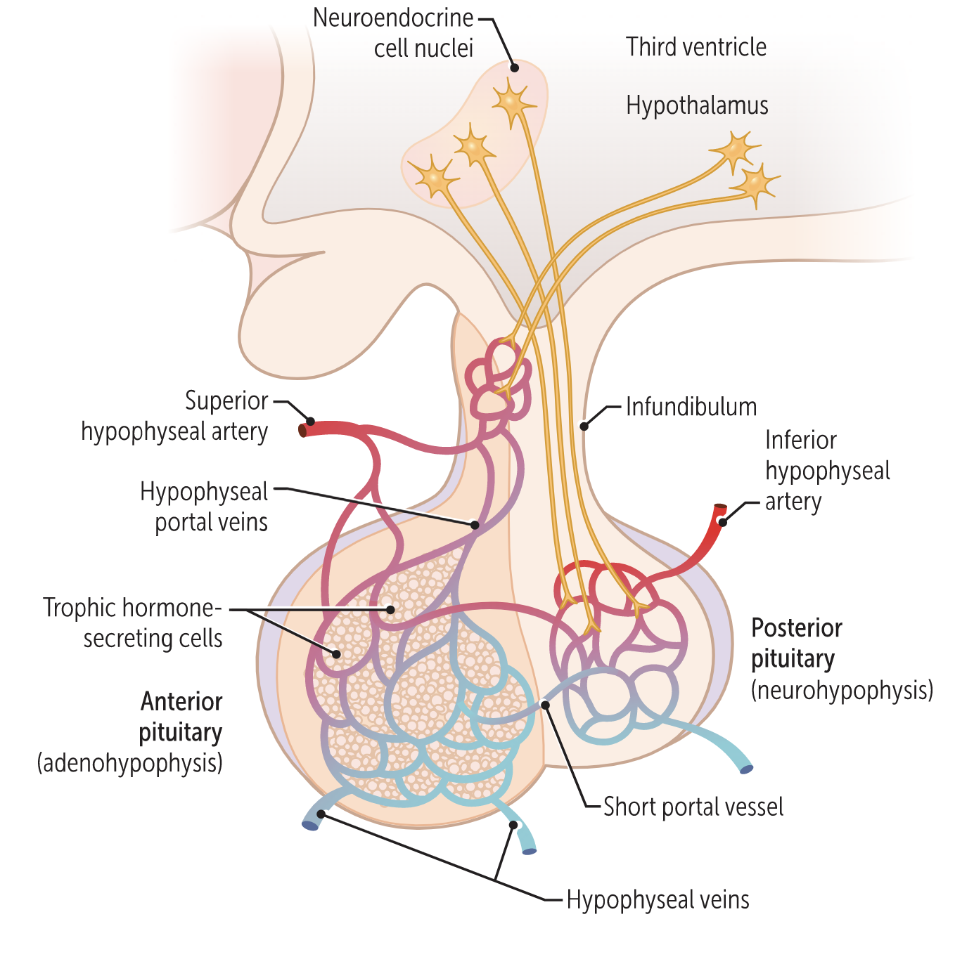 pituitary gland location and function