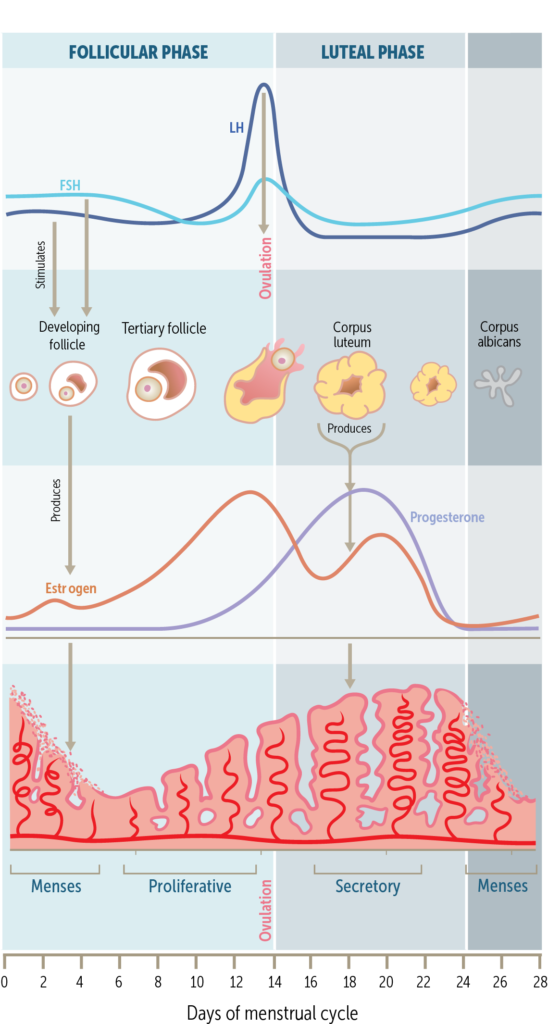 menstrual cycle Archives | USMLE-Rx