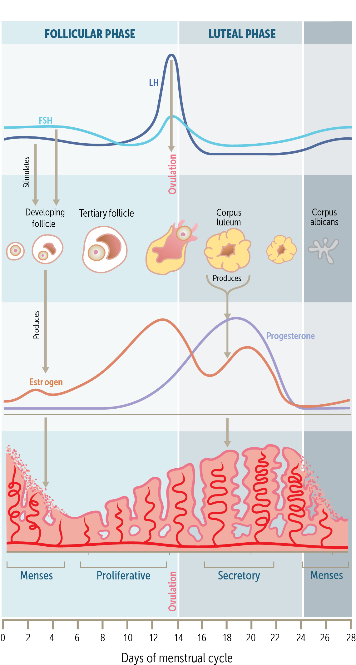 Menstrual Cycle And Ovulation Calendar Menstrual Cycle And Ovulation Calendar