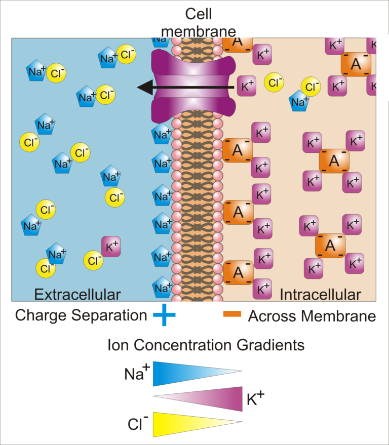 Basis of Membrane Potential