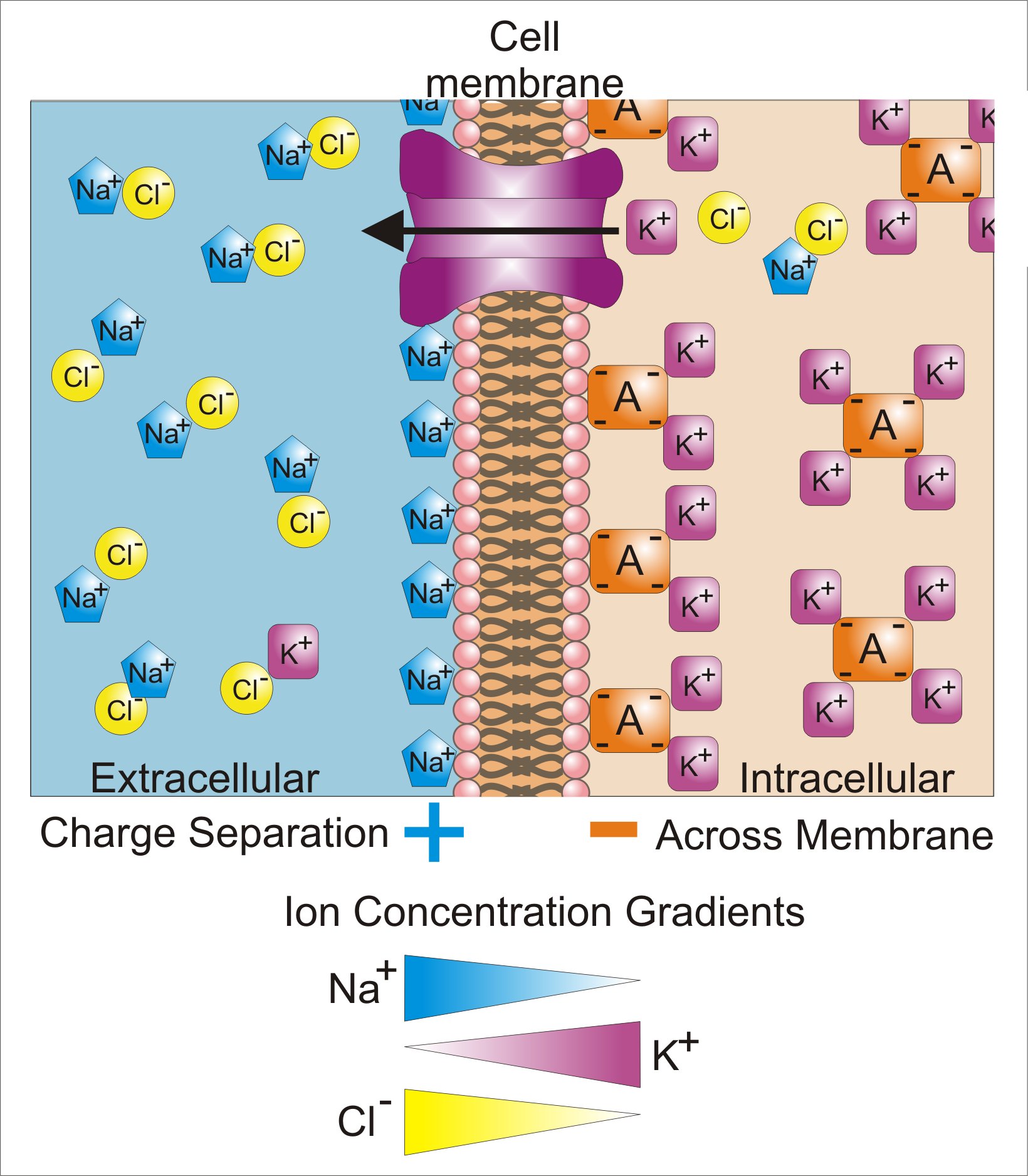 cell-membrane-potential-and-ion-balance-usmle-rx