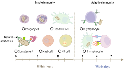 Immunology Foundations and Framework