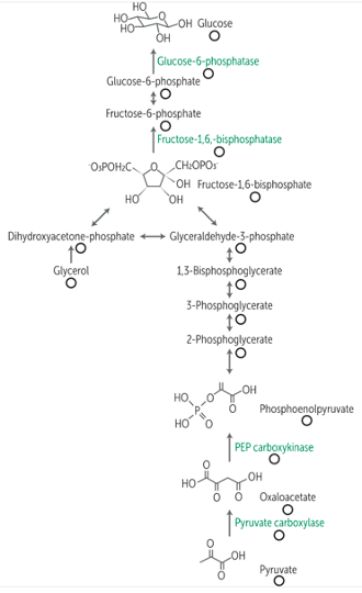 Gluconeogenesis