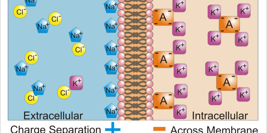 Basis of Membrane Potential