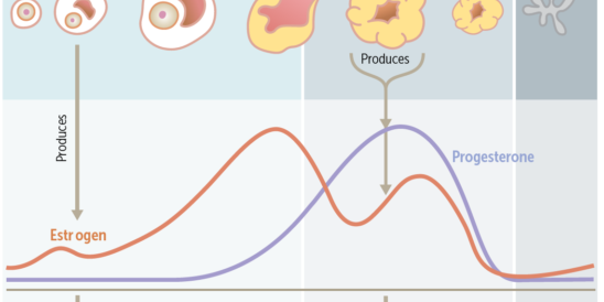 Ovulation and the menstrual cycle