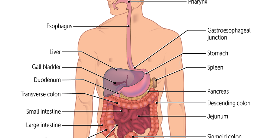 Anatomy and Histology of the Gastrointestinal Tract